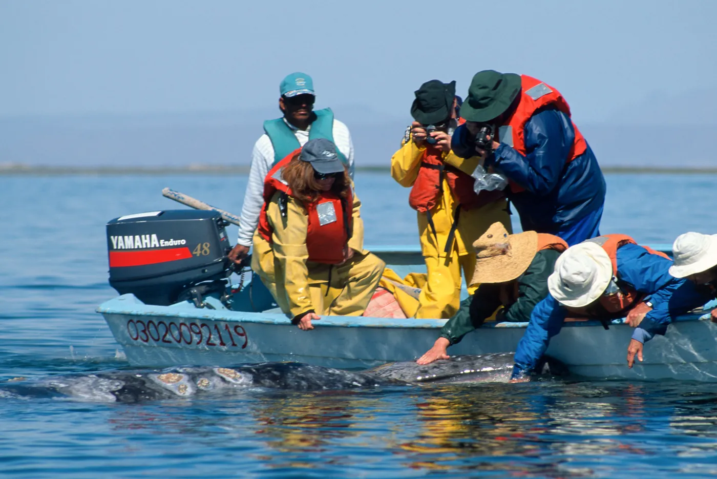 Grey Whale encounter, Baja, San Ignacio Lagoon