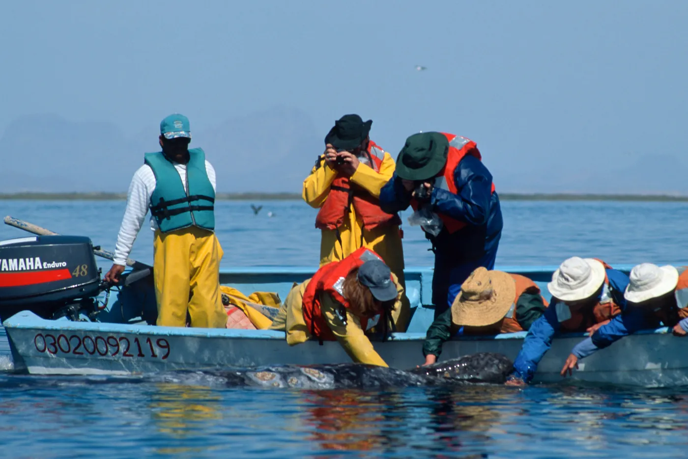 Grey Whale encounter, Baja, San Ignacio Lagoon