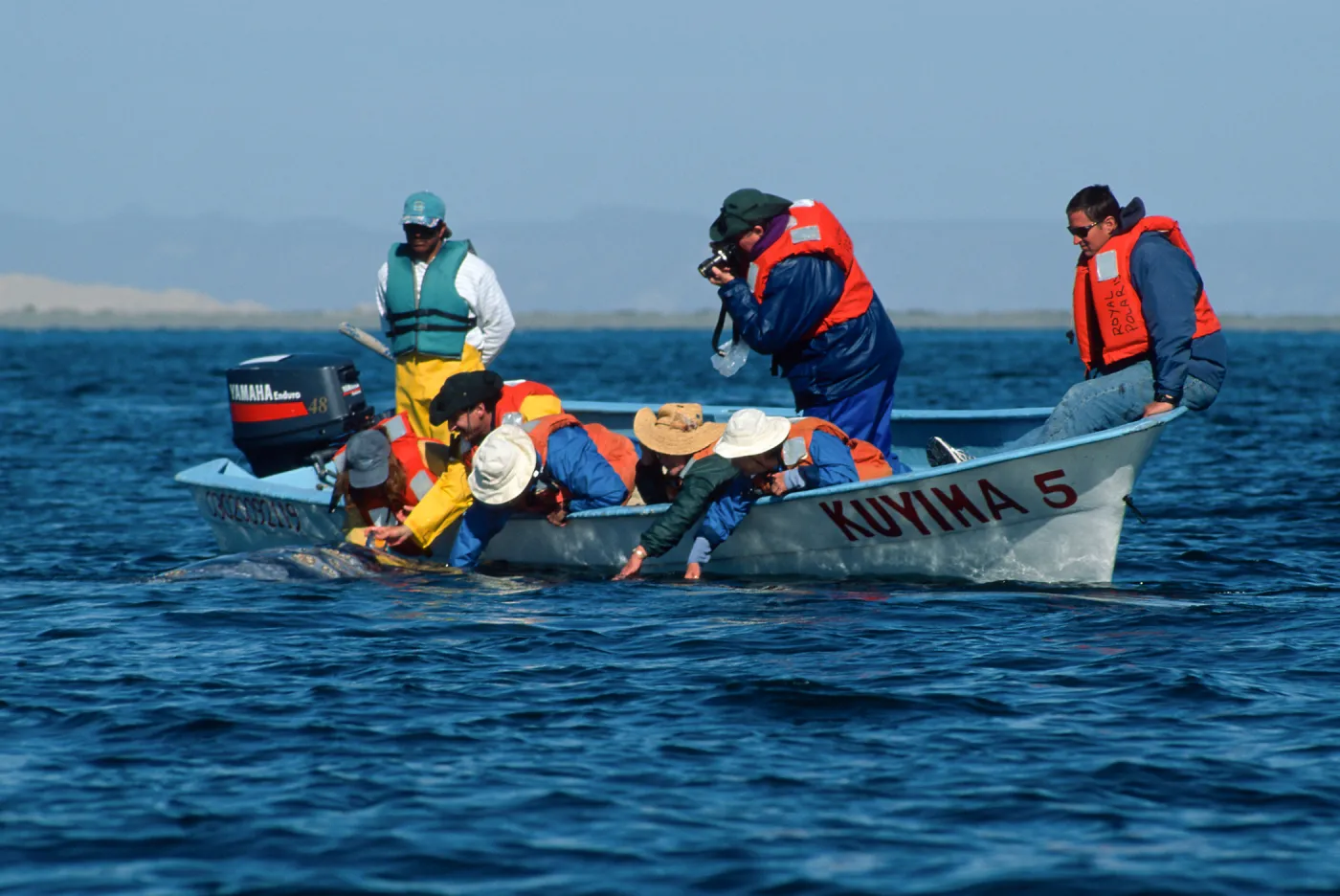 Grey Whale encounter, Baja, San Ignacio Lagoon