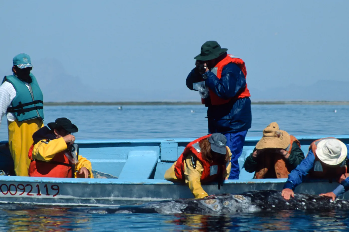 Grey Whale encounter, Baja, San Ignacio Lagoon
