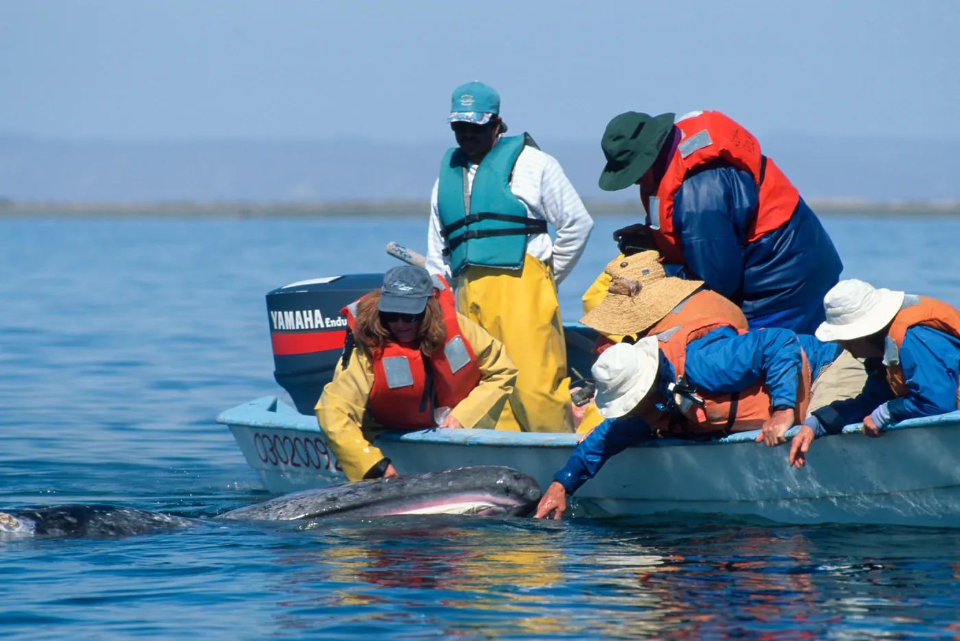 Grey Whale encounter, Baja, San Ignacio Lagoon