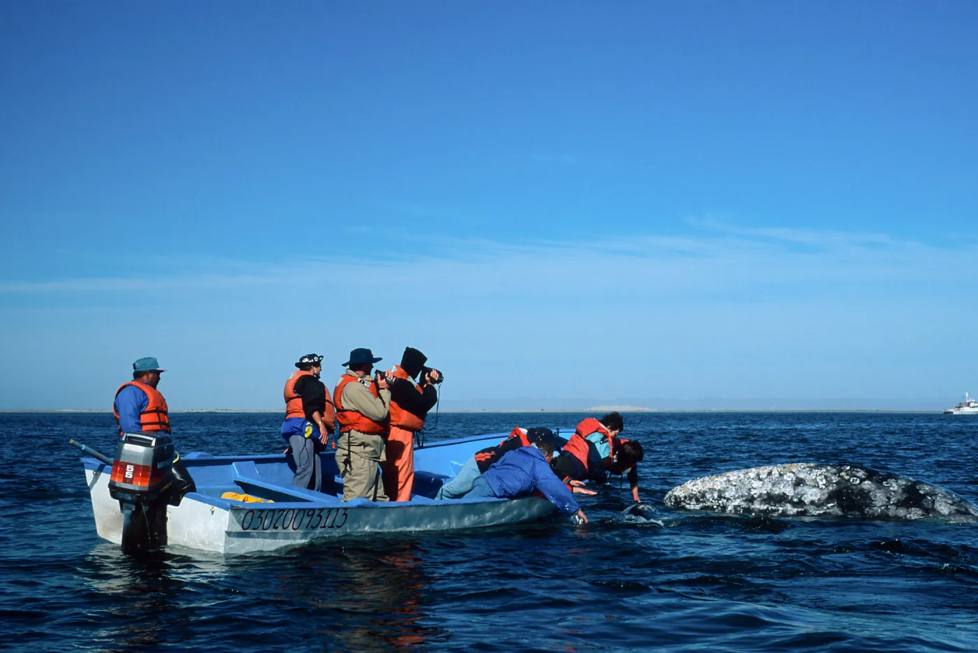Grey Whale encounter, Baja, San Ignacio Lagoon