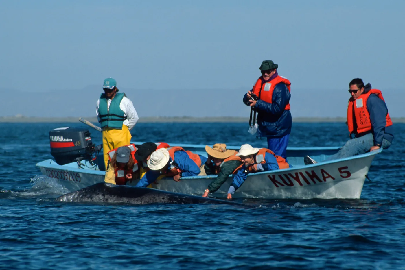 Grey Whale encounter, Baja, San Ignacio Lagoon