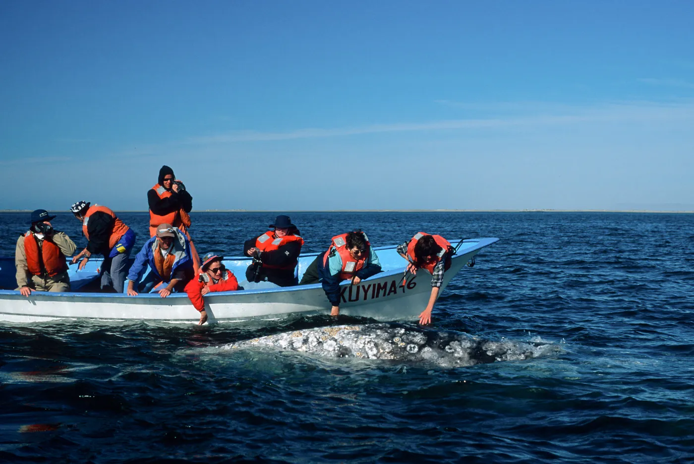 Grey Whale encounter, Baja, San Ignacio Lagoon