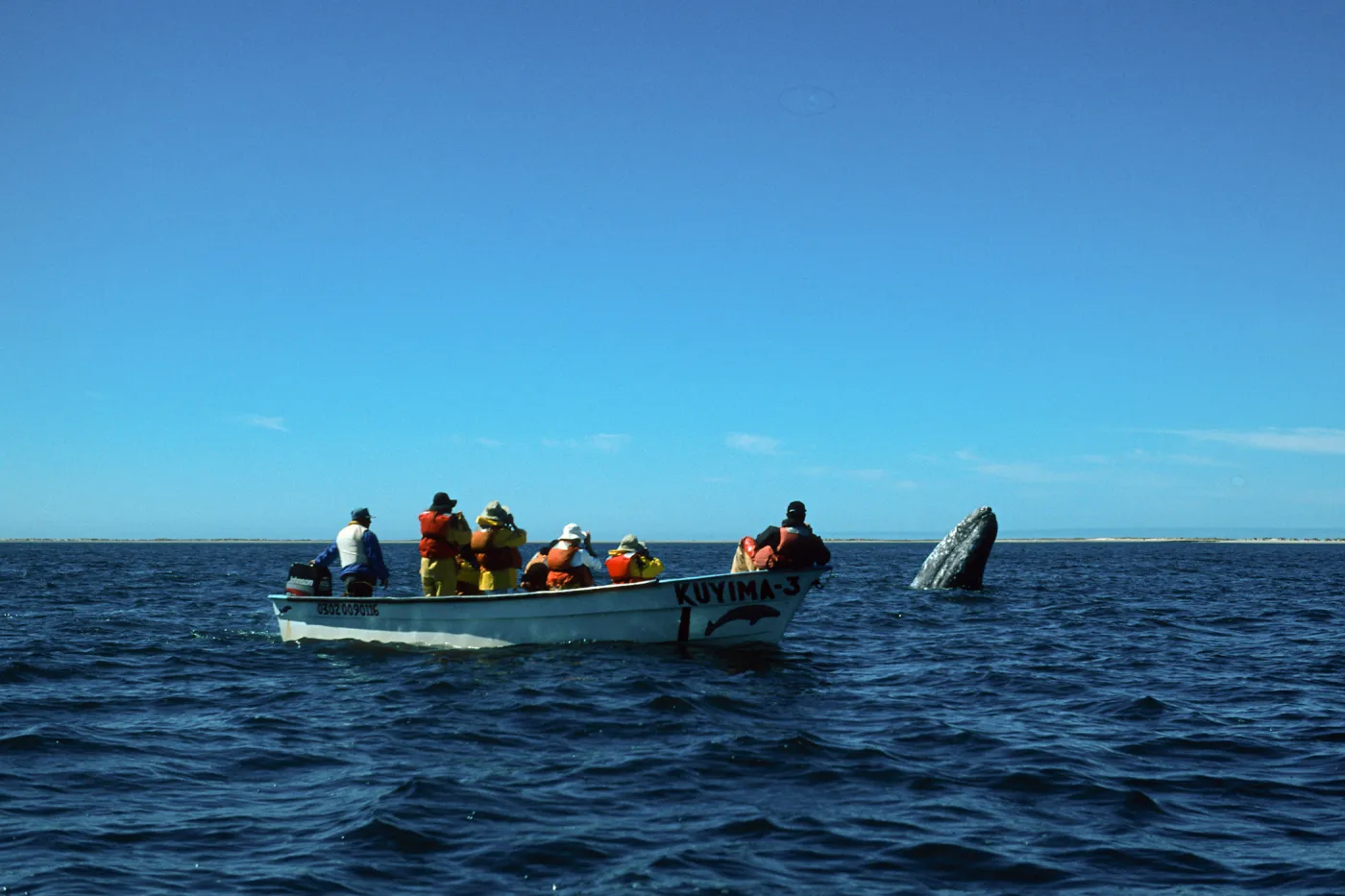 Grey Whale encounter, Baja, San Ignacio Lagoon