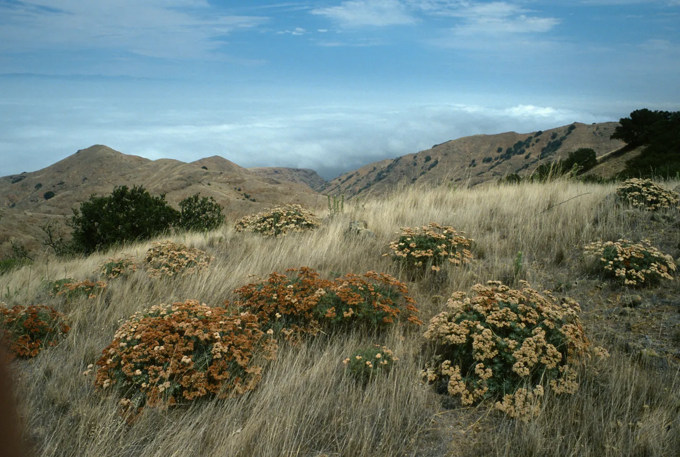 Eriogonum arborescens, ridge near triangulation point “John”