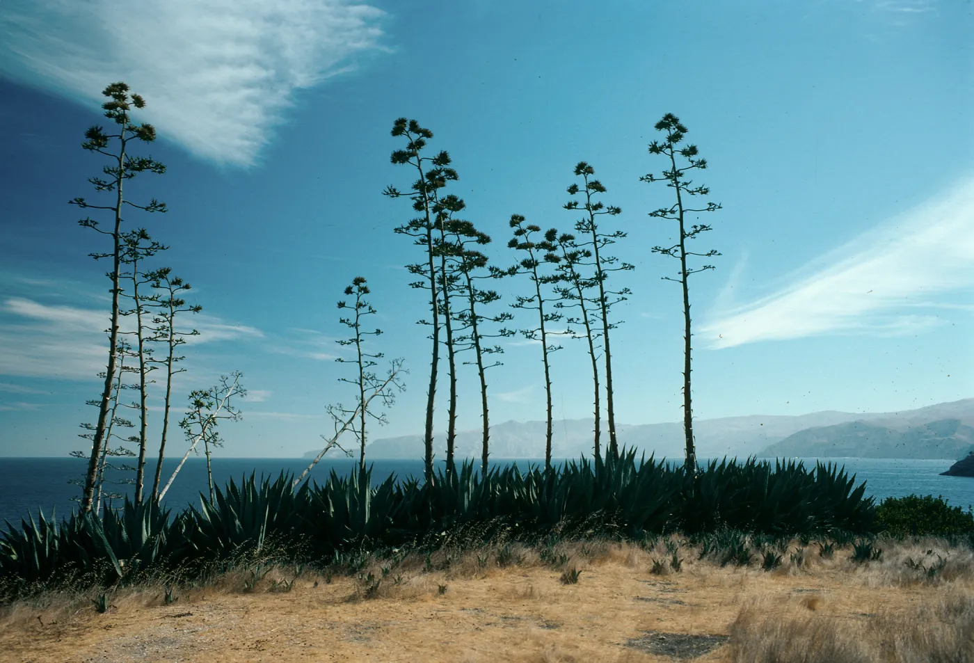 Santa Cruz Island, Agaves (Century Plant), Pelican Bay