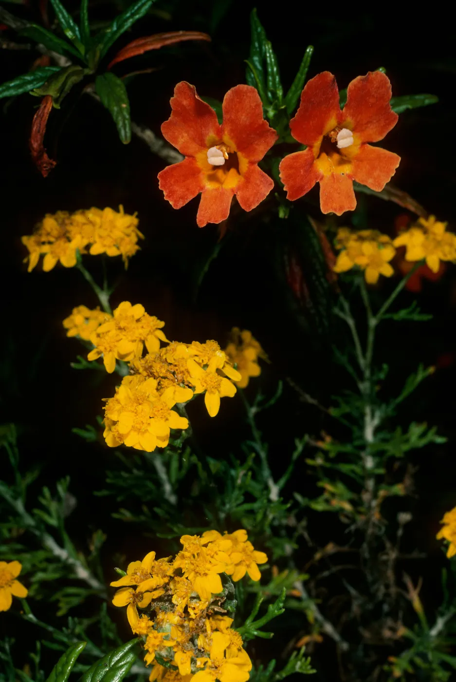 Santa Cruz Island, Mimulus longiflorus x flemingii, Eriophyllum, upper Islay Canyon