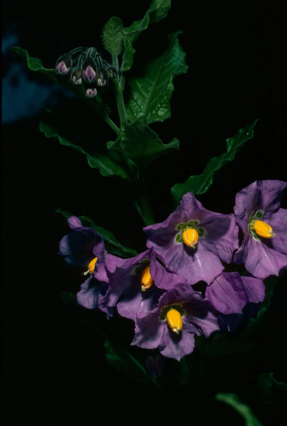 Santa Cruz Island, Solanum clokeyi, just West of field station, Central Valley