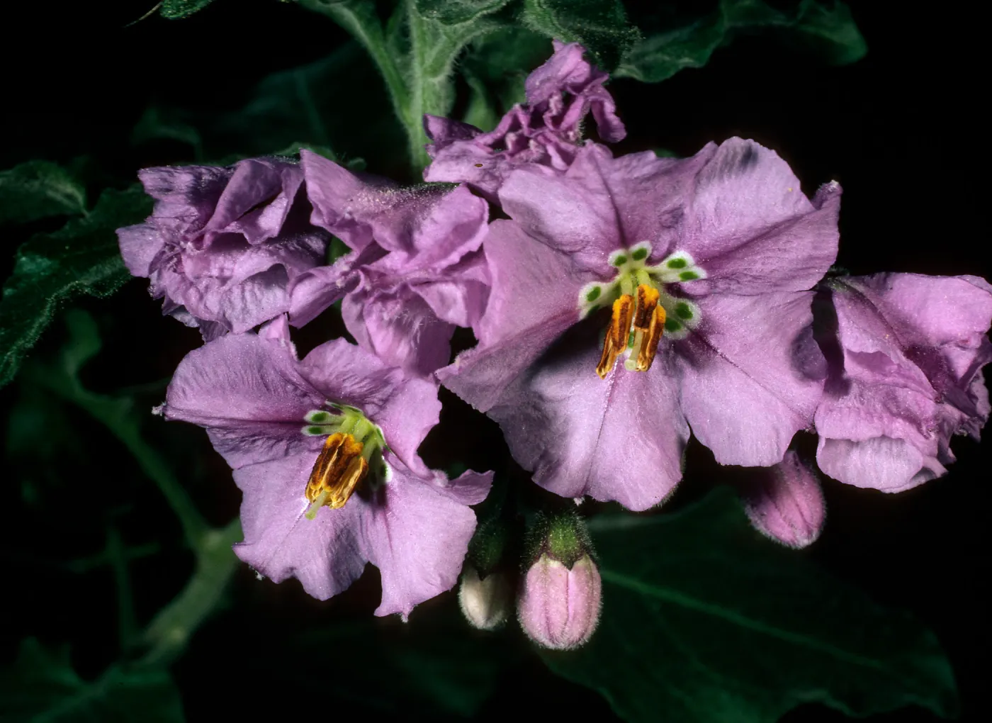 Santa Cruz Island, Solanum clokeyi, West of Embudo Canyon