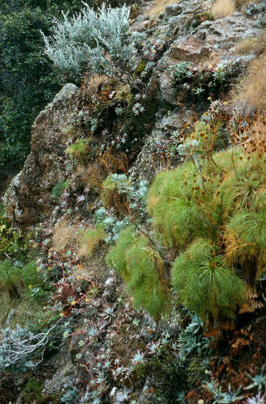 Santa Cruz Island, bluffs, Tinkers Canyon, Coreopsis, Dudleya greenei