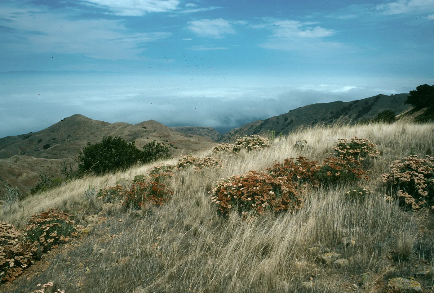 Santa Cruz Island, Eriogonum arborescens, North ridge near marker “John”