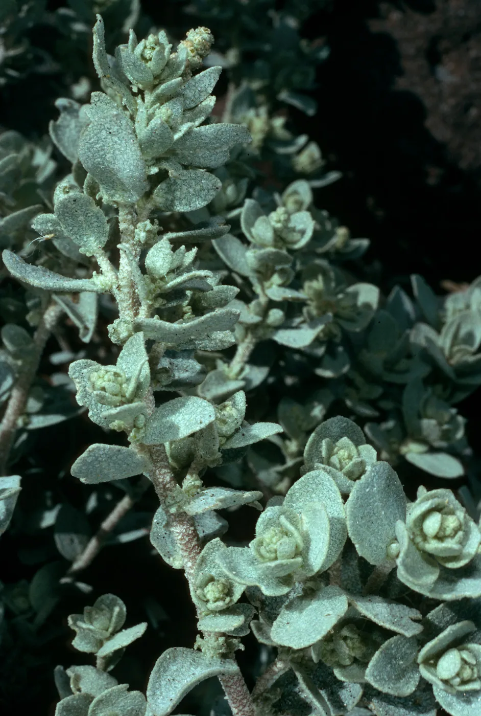 Santa Cruz Island, Atriplex leucophylla, Forneys Cove