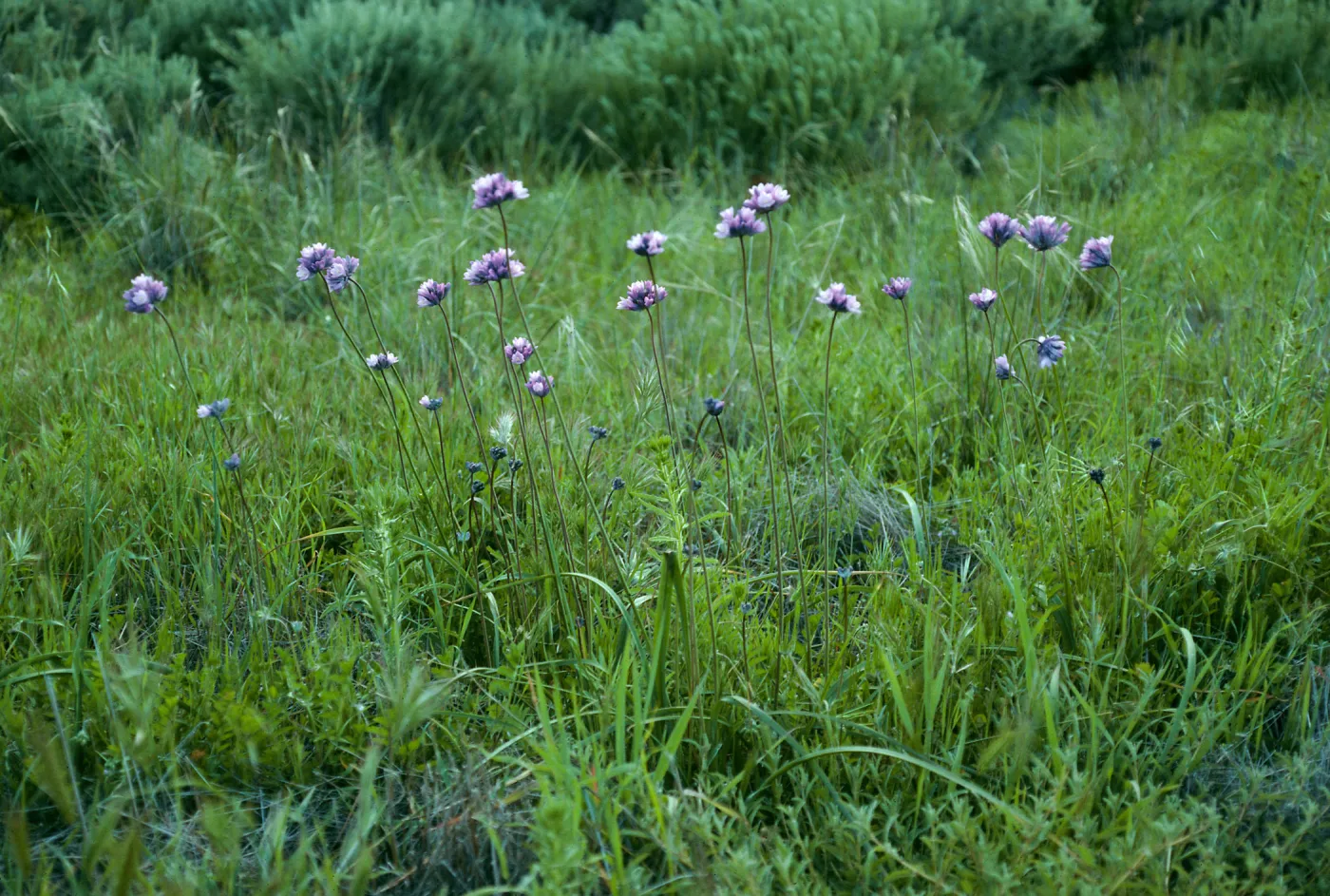 Santa Cruz Island, Dichelostemma