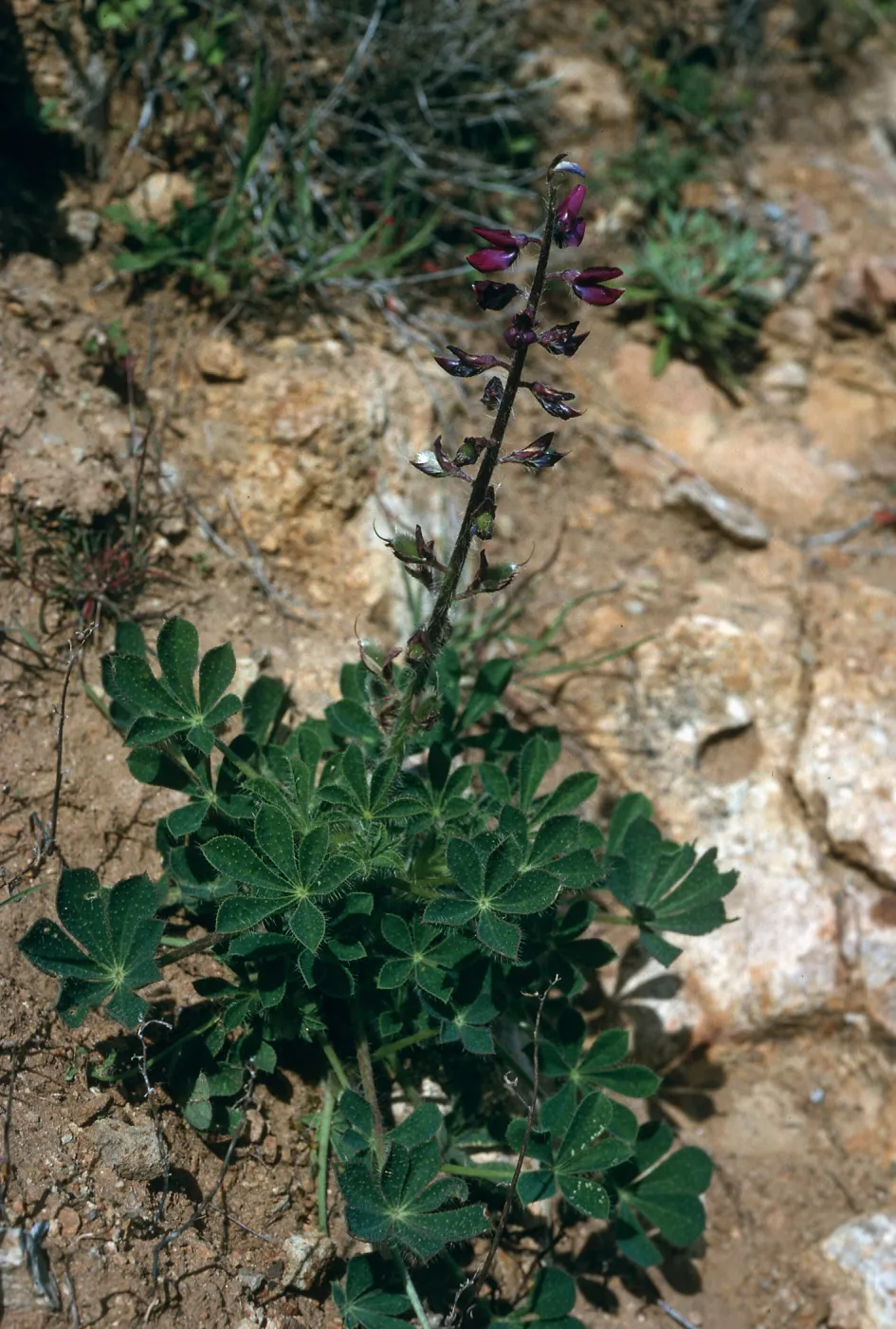 Santa Cruz Island, Lupinus hirsutissimus, S-facing bluffs, just West of Laguna Canyon
