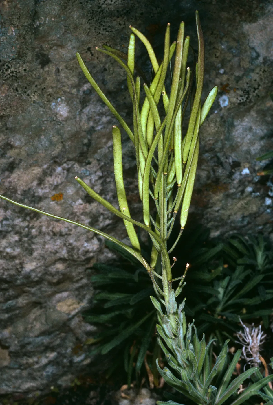 Santa Cruz Island, Arabis hoffmannii, North of Buena Vista