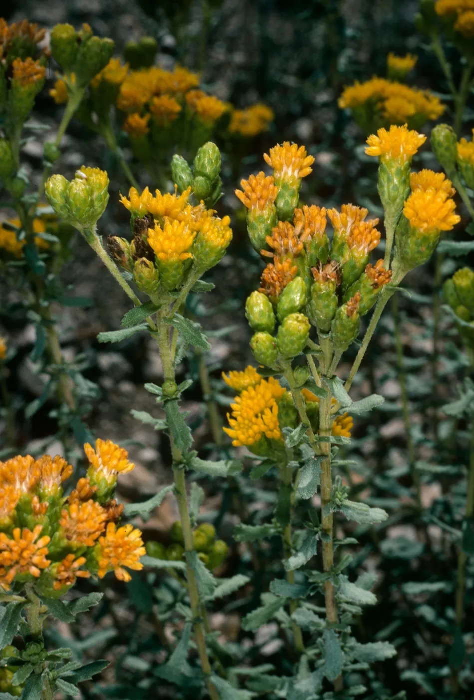 Santa Cruz Island, Haplopappus venetus