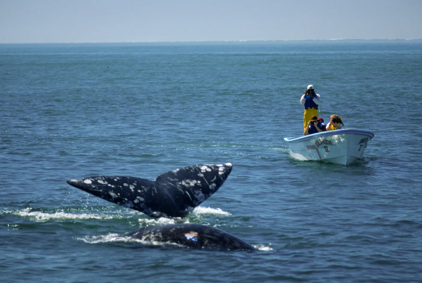 Baja, San Ignacio Lagoon, watching Grey Whales