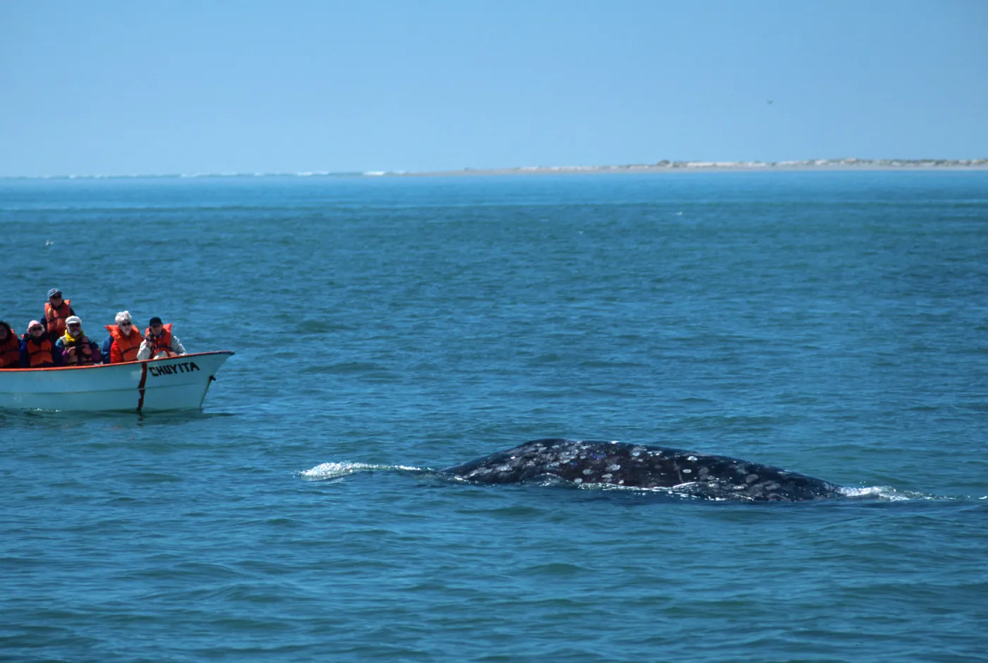 Baja, San Ignacio Lagoon, watching Grey Whales