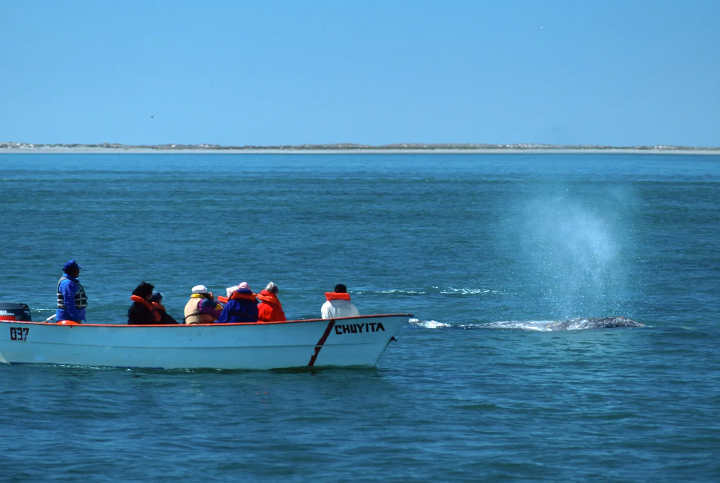 Baja, San Ignacio Lagoon, watching Grey Whales