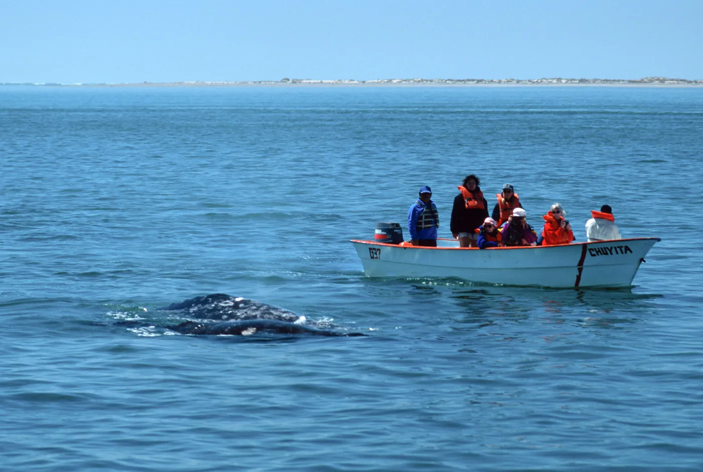 Baja, San Ignacio Lagoon, watching Grey Whales
