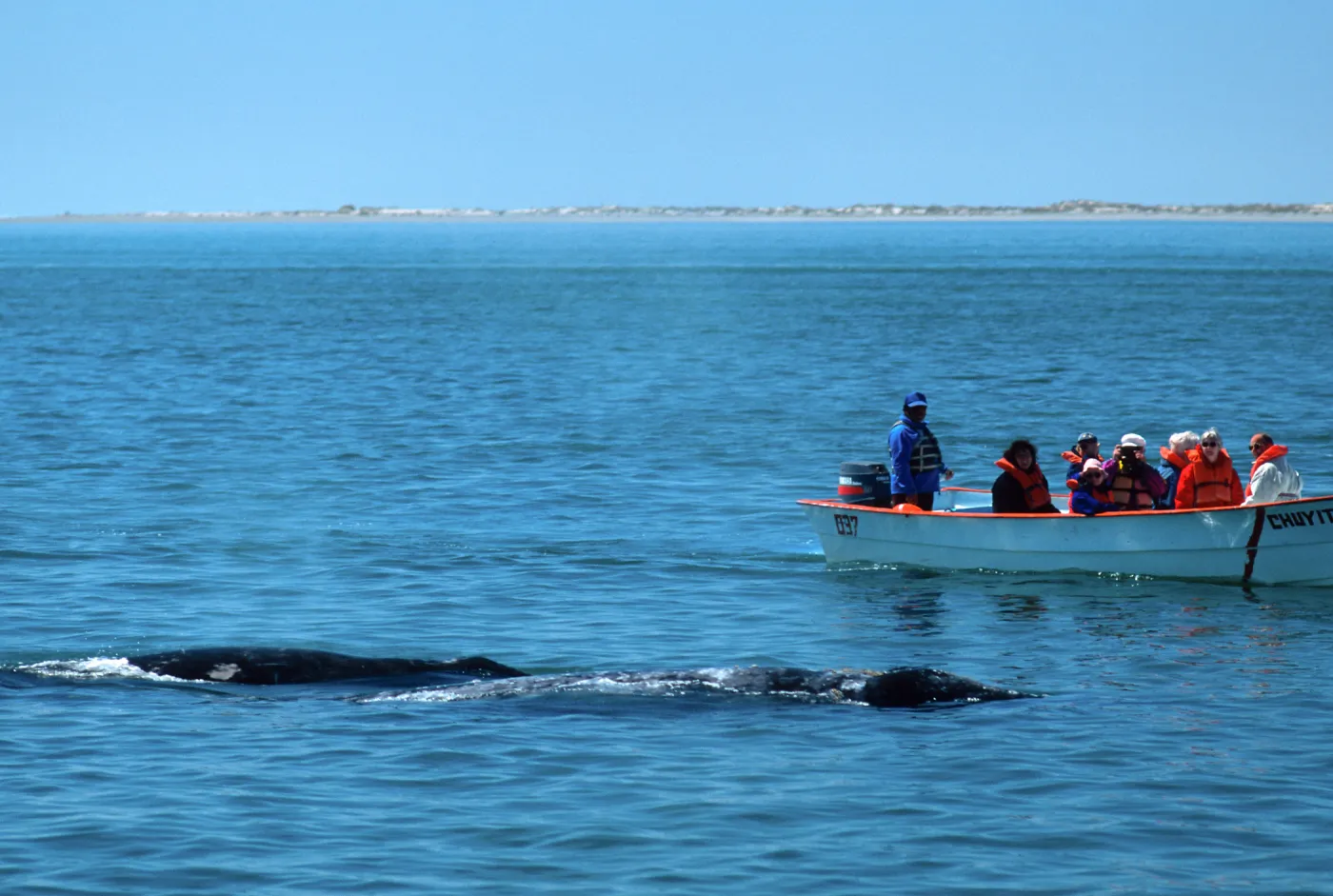 Baja, San Ignacio Lagoon, watching Grey Whales