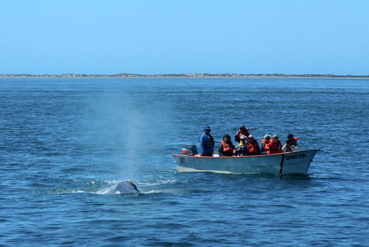 Baja, San Ignacio Lagoon, watching Grey Whales