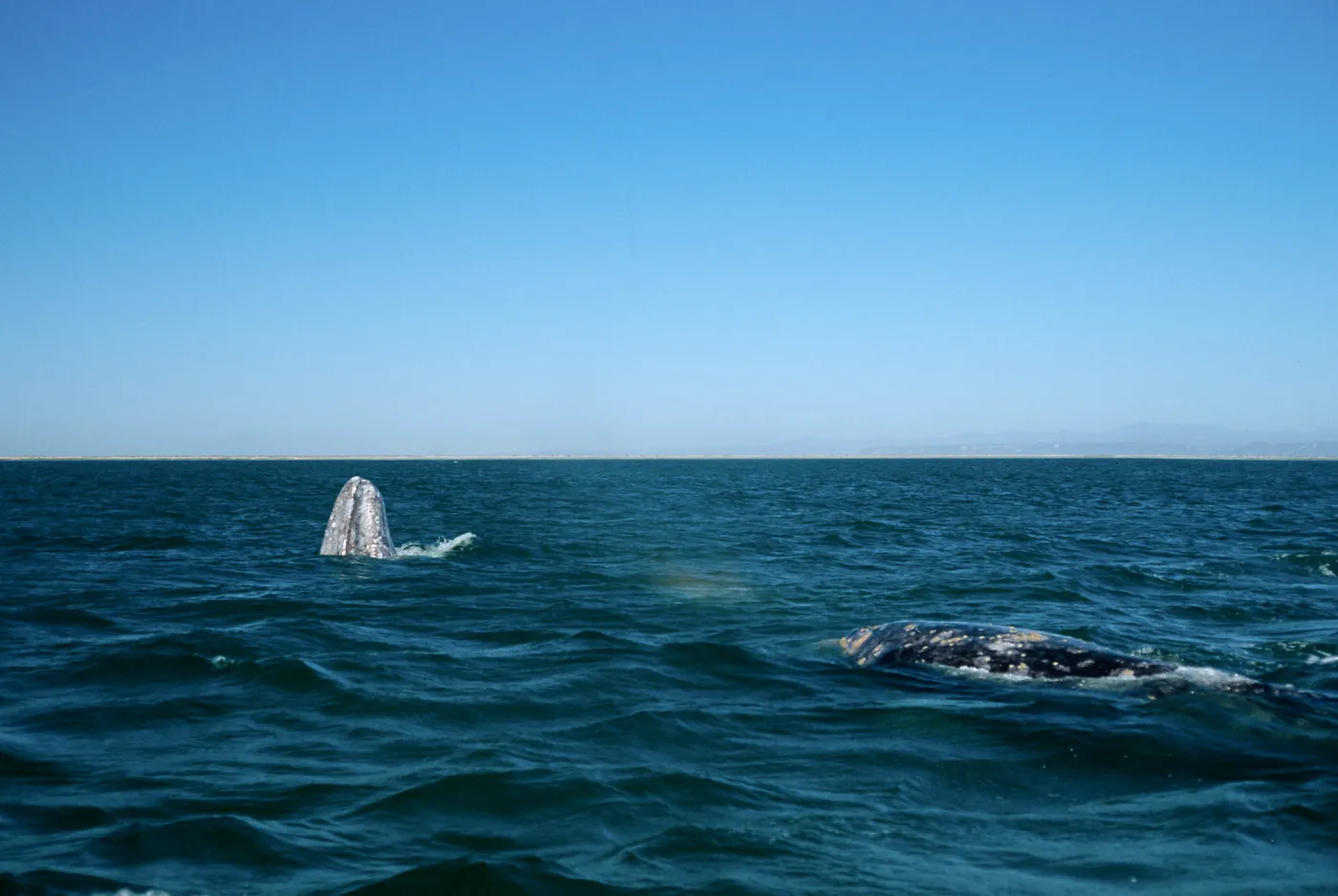 Baja, San Ignacio Lagoon, Grey Whales