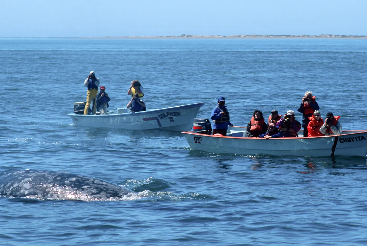 Baja, San Ignacio Lagoon, watching Grey Whales