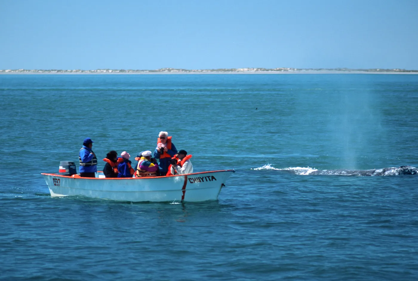 Baja, San Ignacio Lagoon, watching Grey Whales