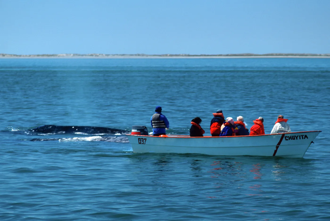 Baja, San Ignacio Lagoon, watching Grey Whales
