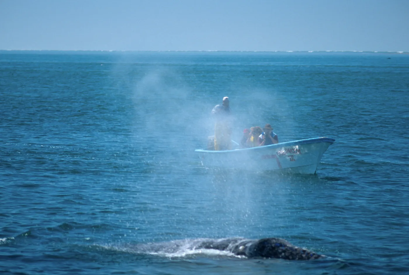 Watching Grey Whales, Baja, San Ignacio Lagoon