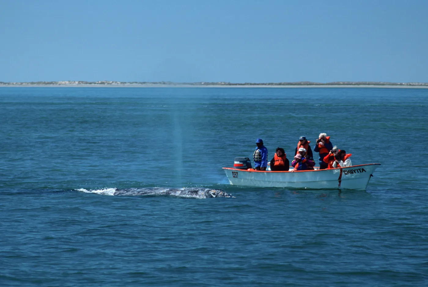 Baja, San Ignacio Lagoon, watchng Grey Whales
