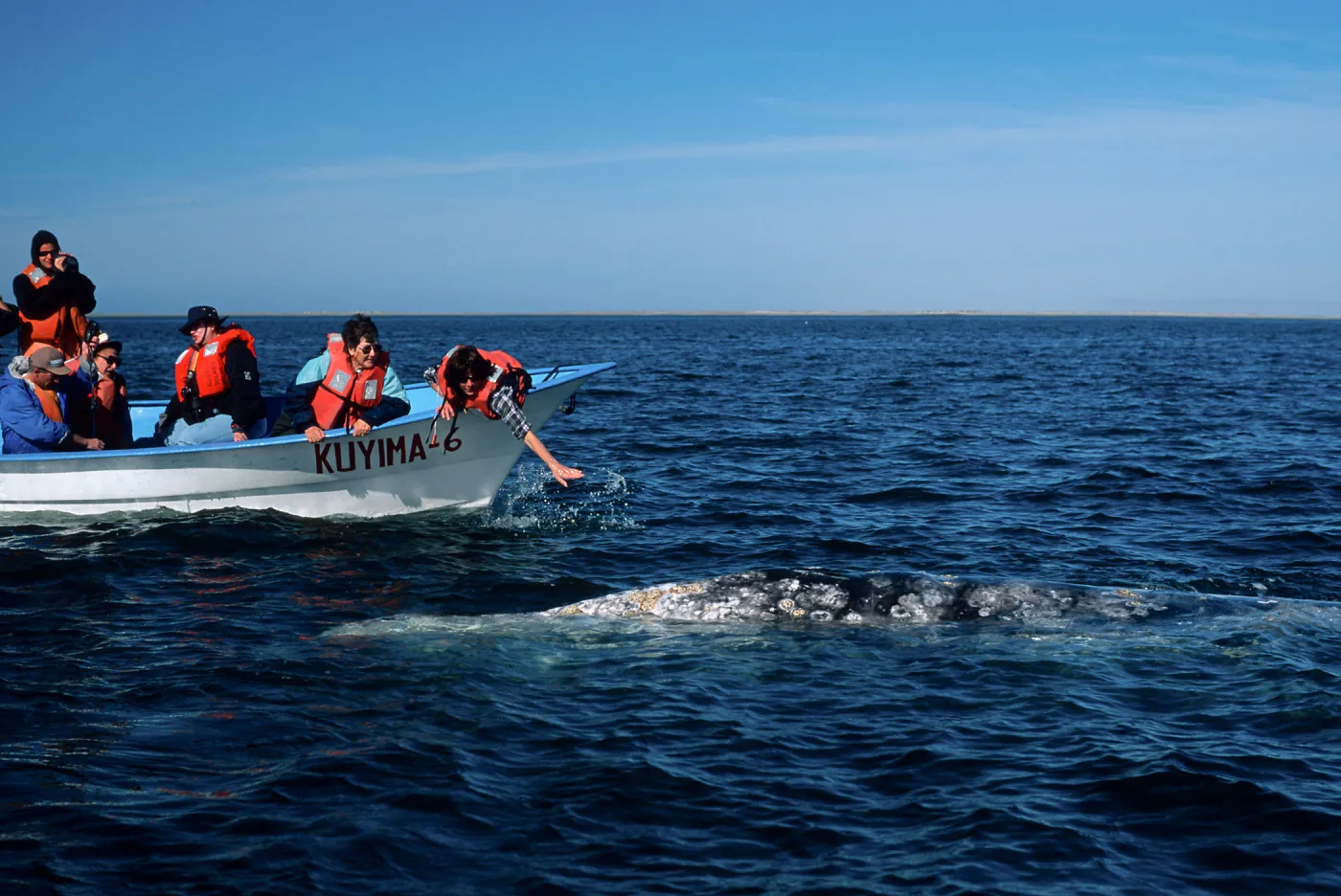 Baja, San Ignacio Lagoon, Grey Whale encounter