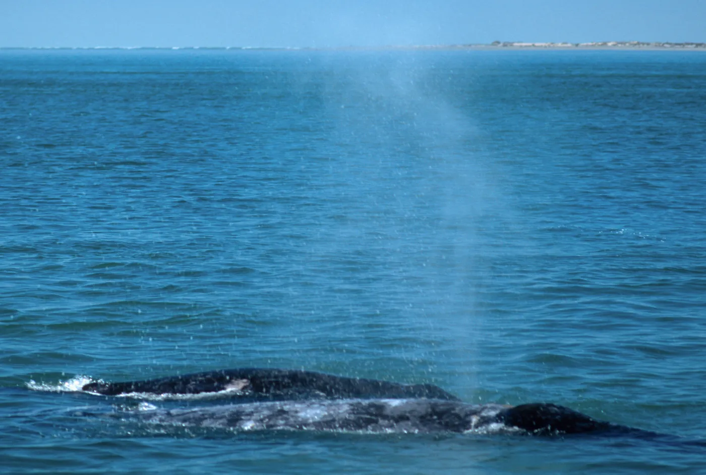 Baja, San Ignacio Lagoon, Grey Whale & calf