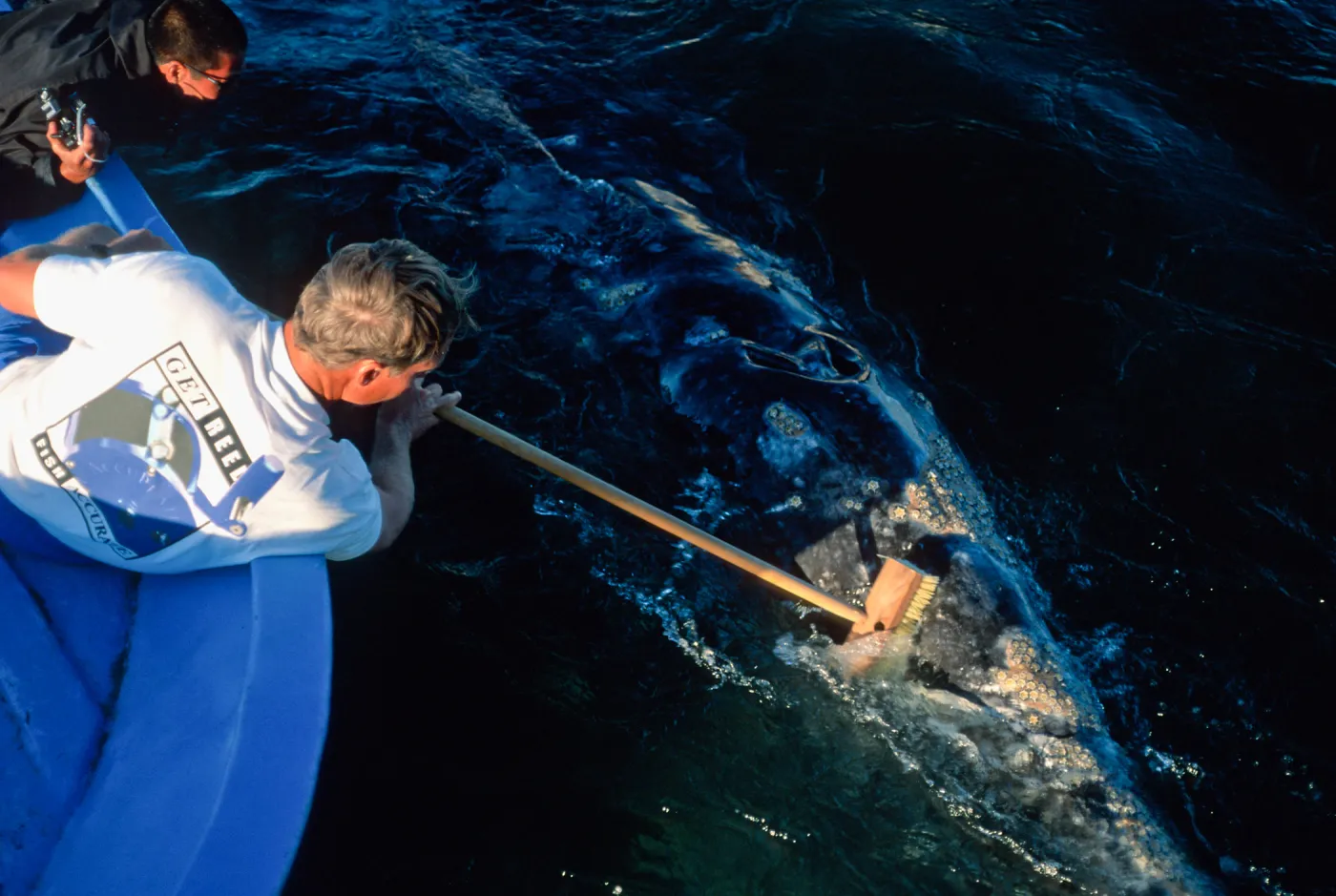 Baja, San Ignacio Lagoon, brushing Grey Whale off stern of boat