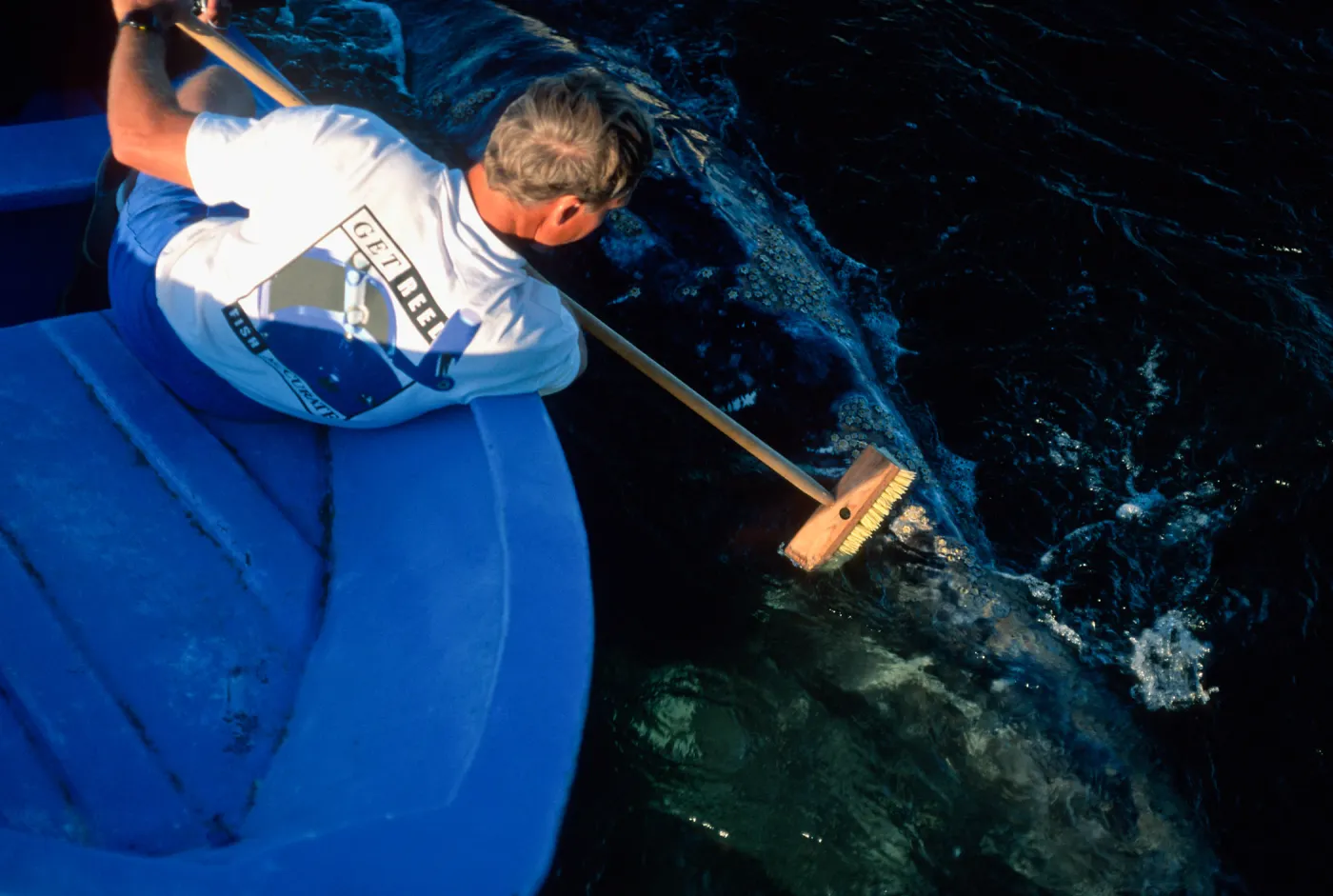 Baja, San Ignacio Lagoon, brushing Grey Whale off stern of boat