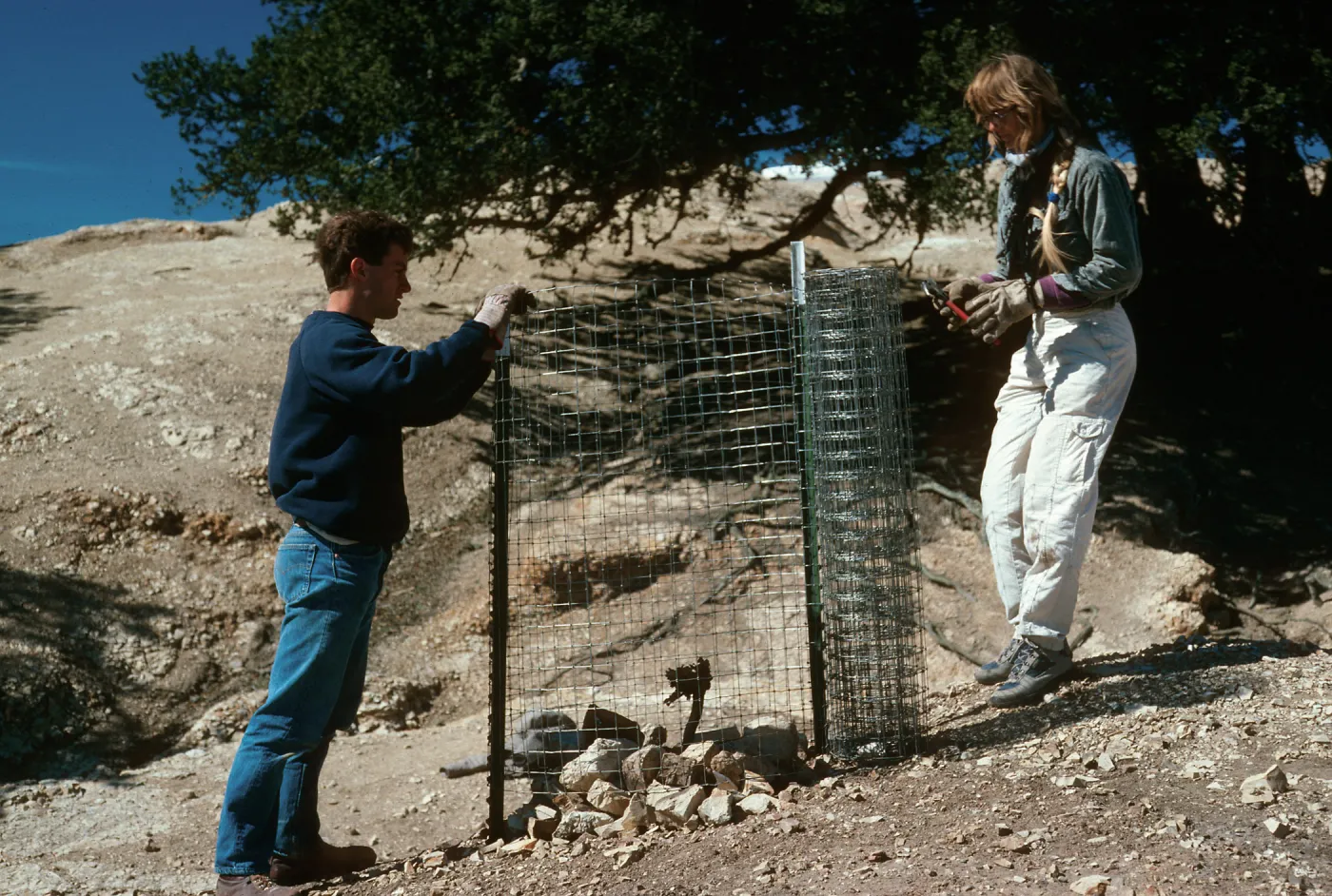 Santa Rosa Island, fencing Quercus tomentella, radar site, 0.9 mile West of Soledad Peak