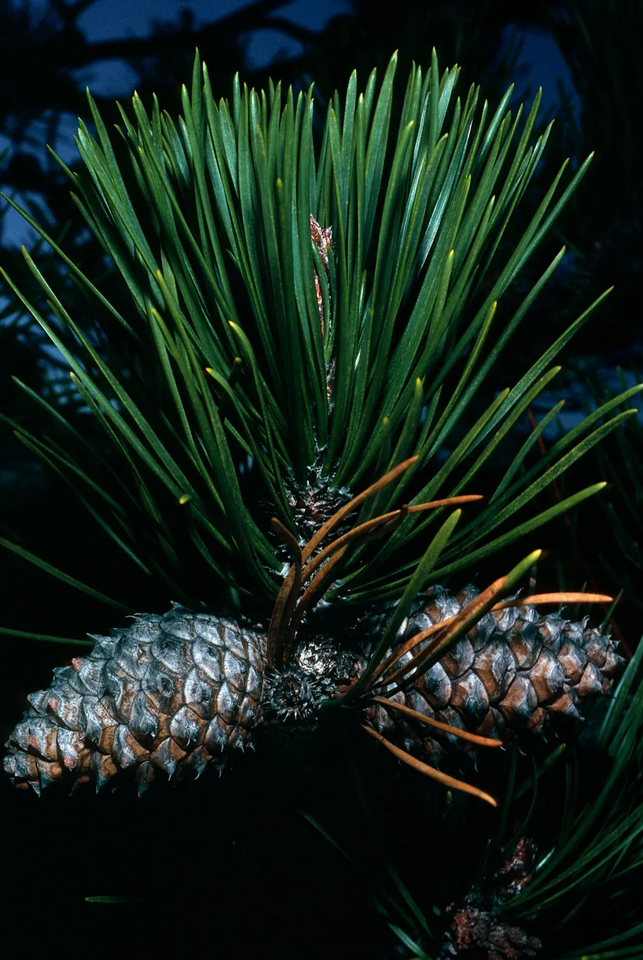 Santa Cruz Island, Pinus remorata, Los Piños Del Sur