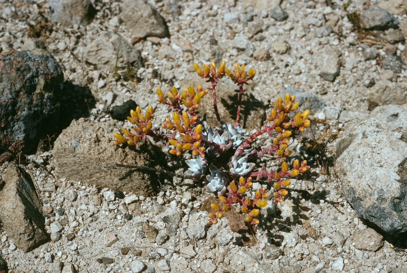 Santa Rosa Island, Dudleya greenei nana, East Point