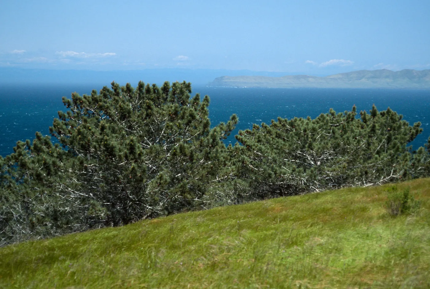 Santa Rosa Island, Torrey Pines