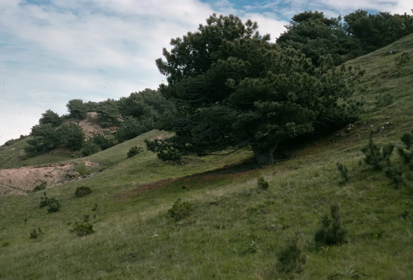 Santa Rosa Island, Torrey Pines