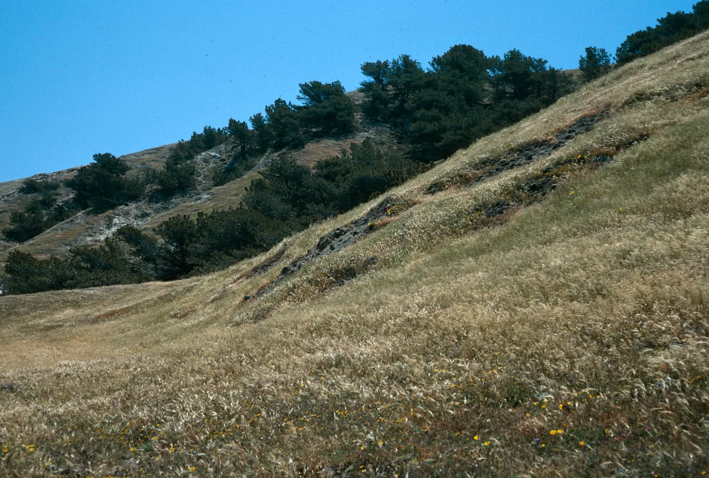 Santa Rosa Island, Torrey Pines, Beechers Bay