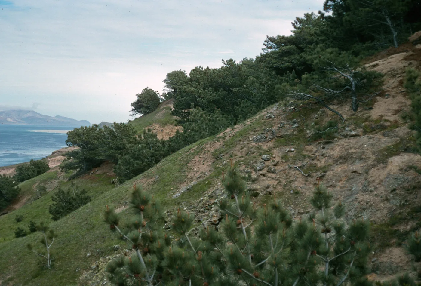Santa Rosa Island, Torrey Pines