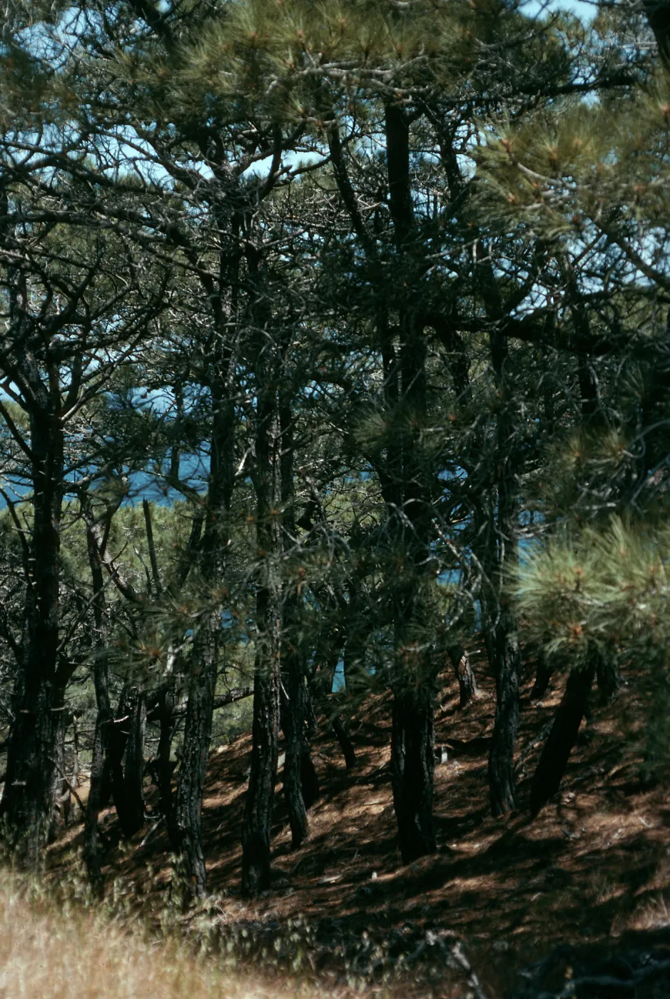 Santa Rosa Island, Torrey Pines