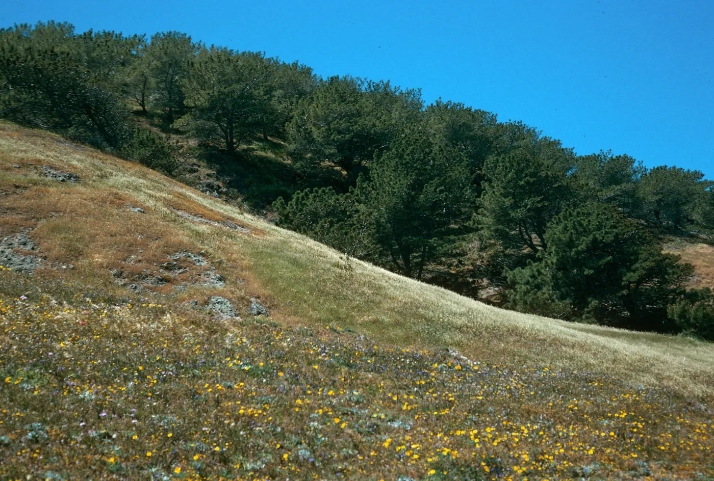 Santa Rosa Island, Torrey Pines, Beechers Bay