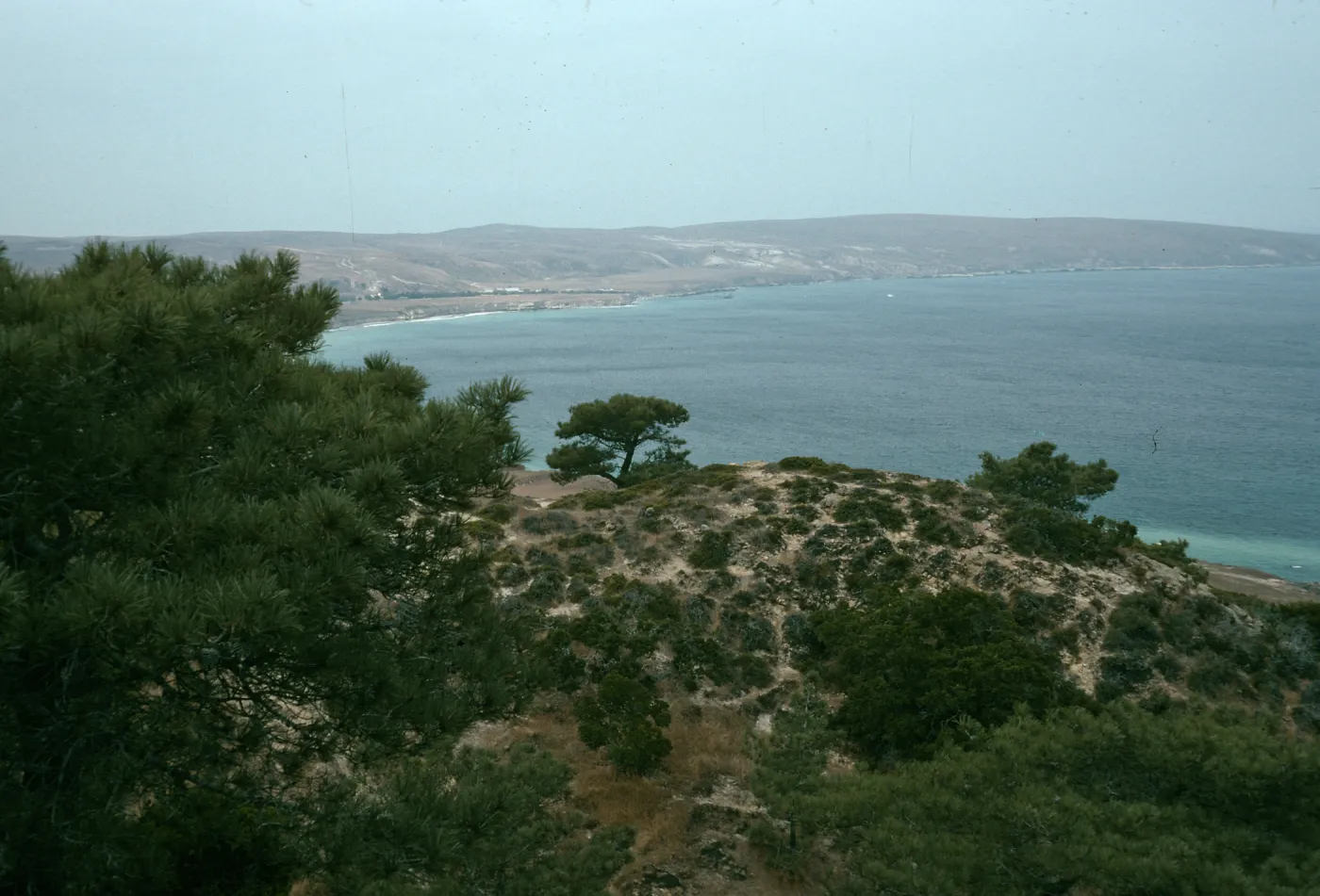 Santa Rosa Island, Torrey Pines