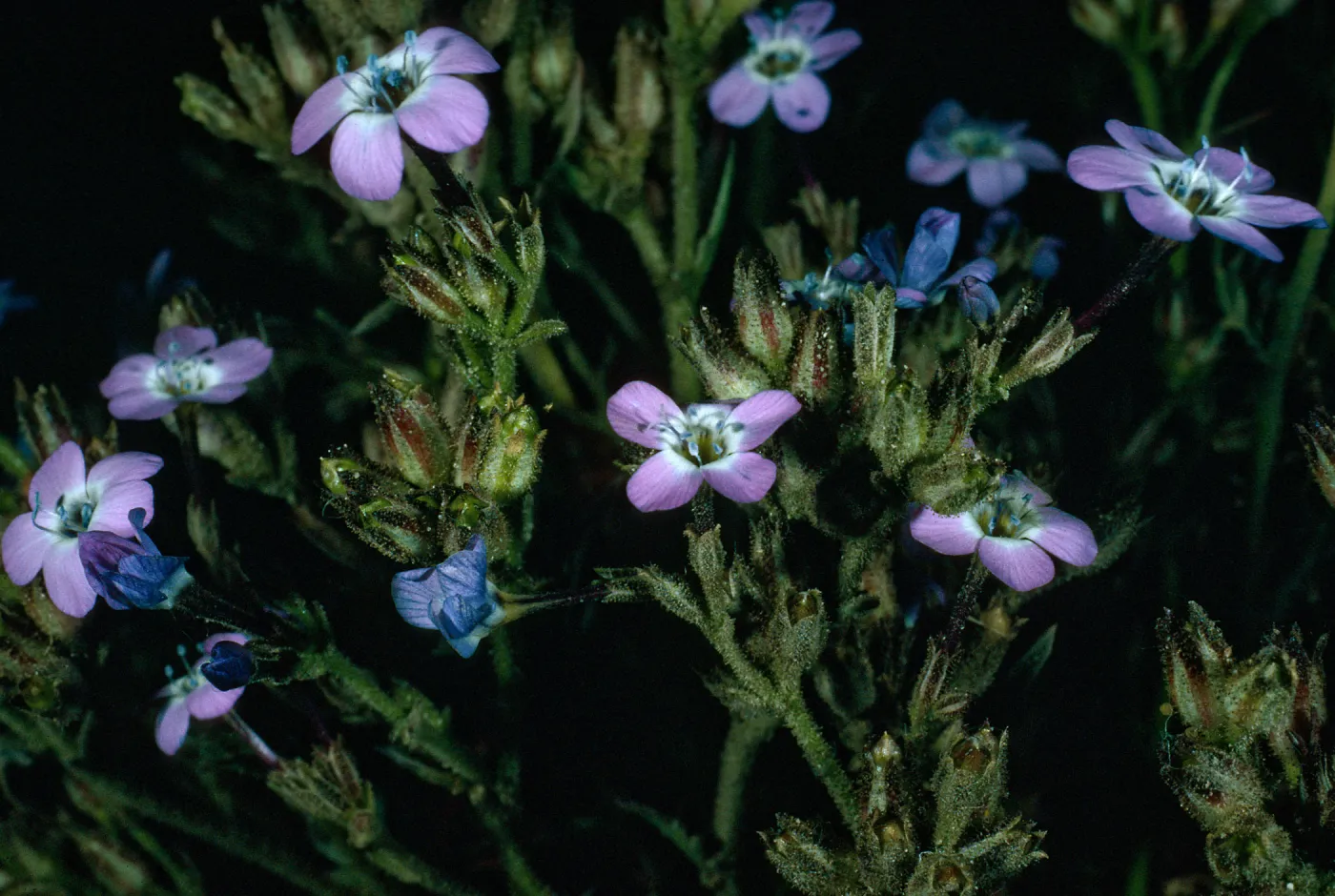 Santa Rosa Island, Gilia tenuiflora hoffmannii
