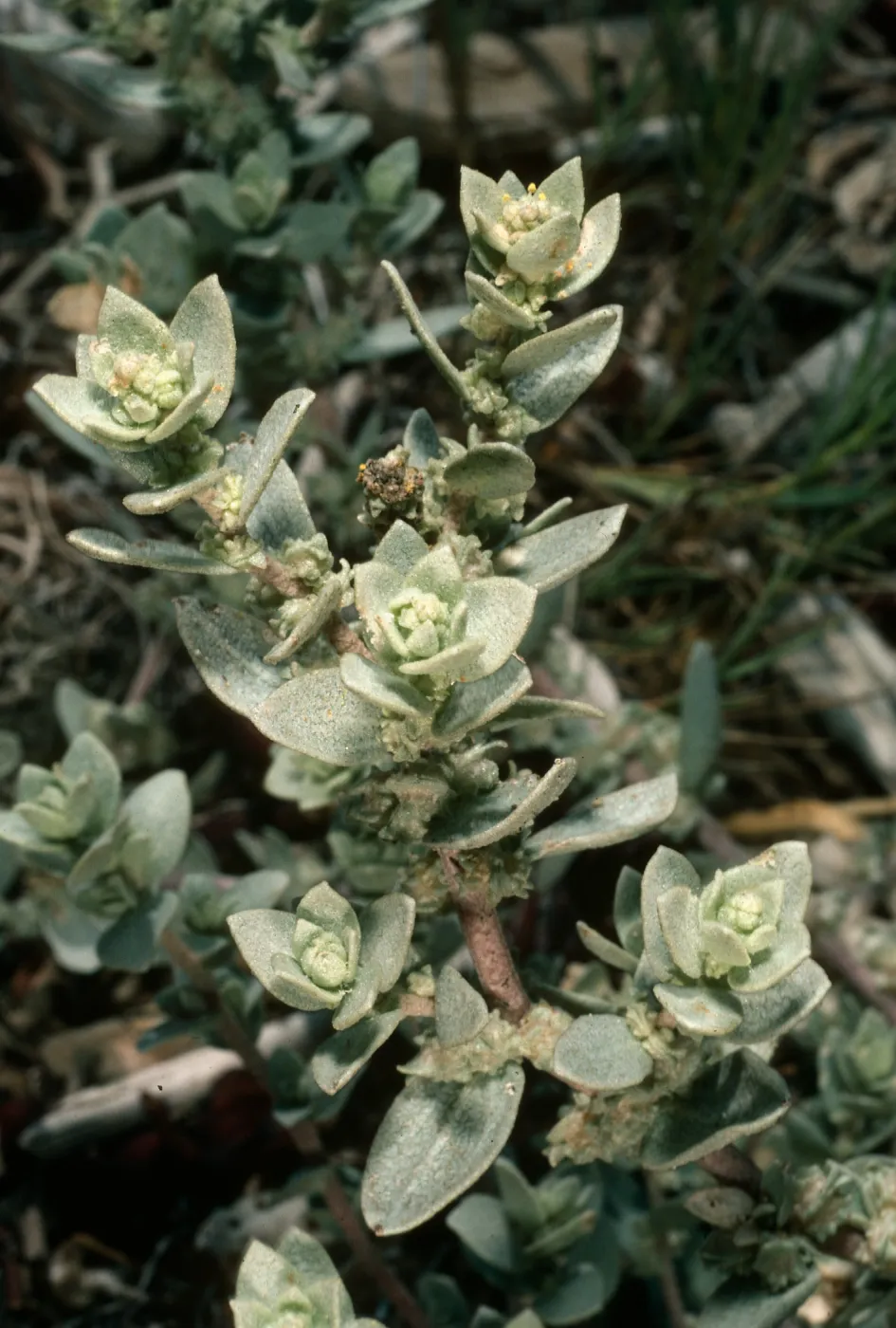 Atriplex leucophylla, UCSB campus beach