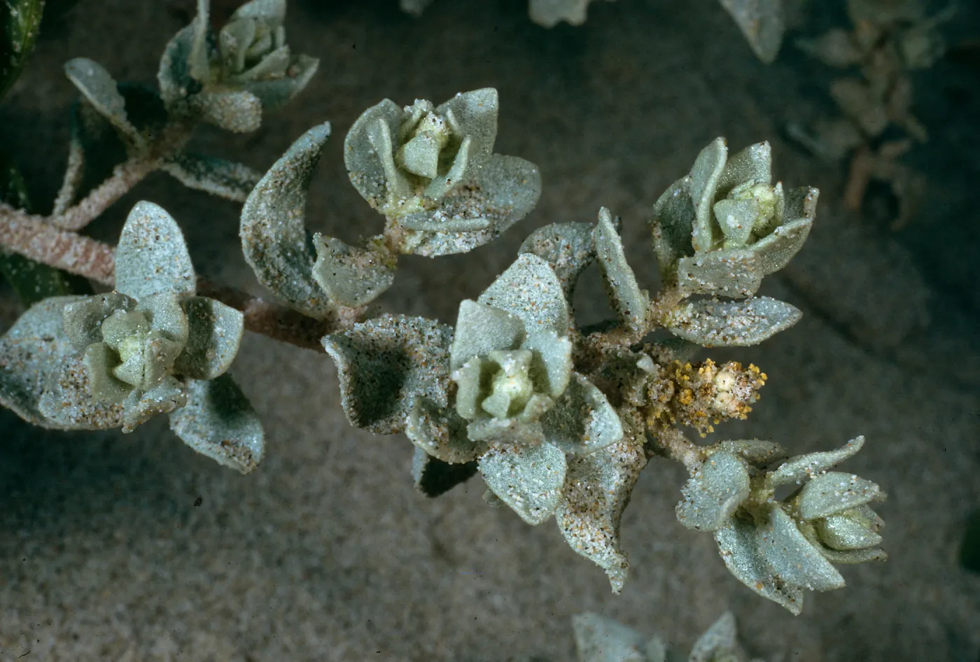 Atriplex leucophylla, surf